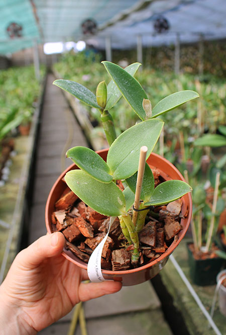 Cattleya intermedia orlata '061-Quadrado' x intermedia flamea 'Sander'.jpg