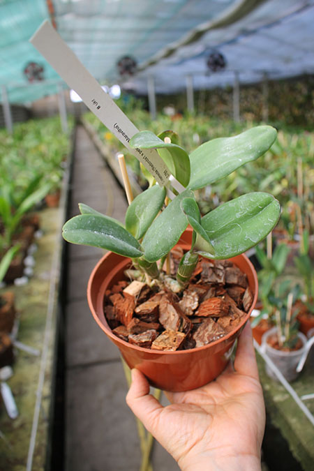Cattleya intermedia 'Redonda' x intermedia pelorica 'Maravilha'.jpg