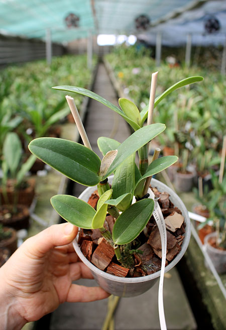 Cattleya intermedia vinho punctatissima x SELF.jpg