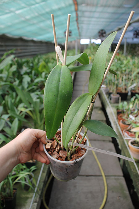 Cattleya amethystoglossa 'FPA' x Cattleya amethystoglossa 'ESI'.jpg