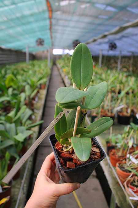 Cattleya amethystoglossa 'Aldebaran' x amethystoglossa flamea 'Ventania'.jpg