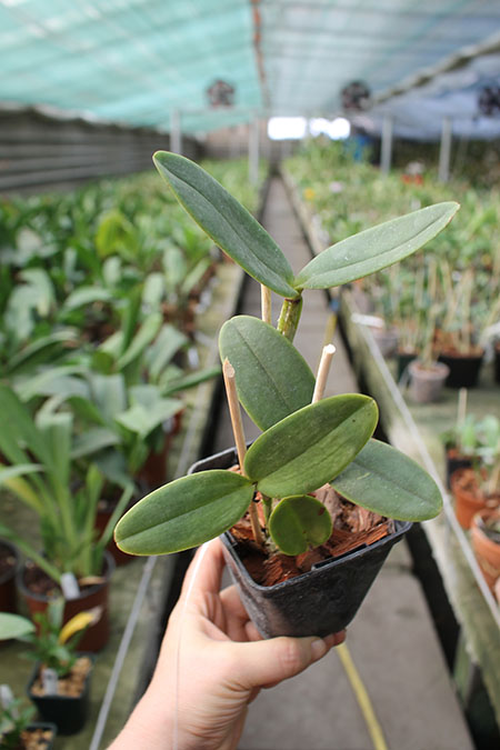 Cattleya amethystoglossa creme 'Luma' x SELF.jpg