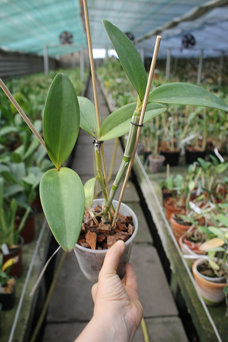 Cattleya amethystoglossa coerulea 'Avelina' x amethystoglossa coerulea 'AM'.jpg