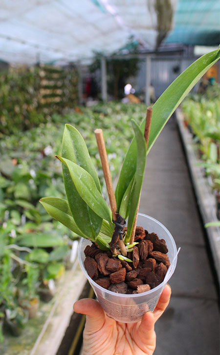 Cattleya dowiana.jpg