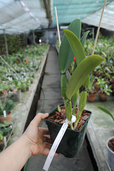 Cattleya trianae 'Waldemar Silva' x trianae lab escuro-integro 'Monte Verde'.jpg