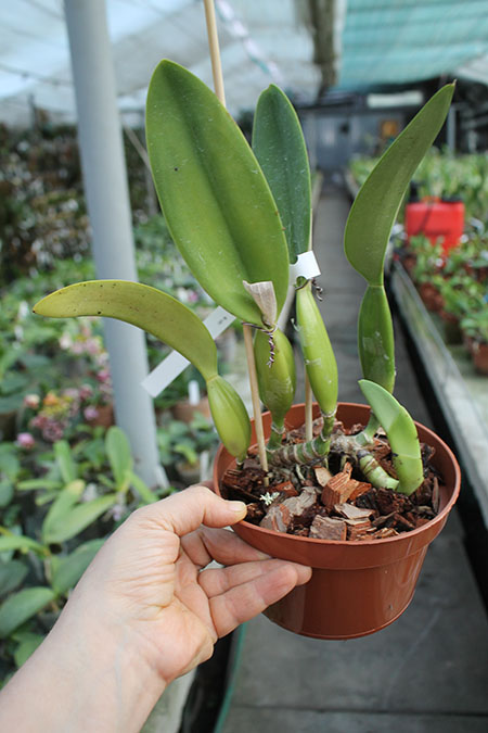 Cattleya trianae coerulea (40-8) x SELF.jpg