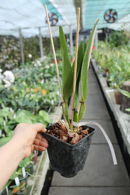 Laelia tenebrosa vinicolor 'Eduardo' x Laelia tenebrosa 'Fumacina Fujita'.jpg