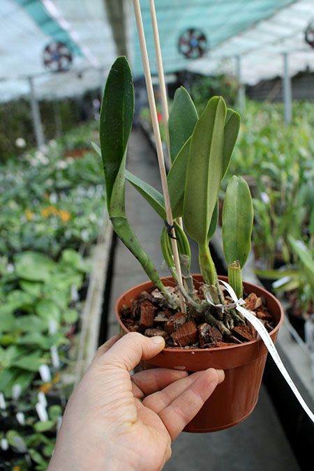Laelia crispa flamea 'Baronesa' x self.jpg