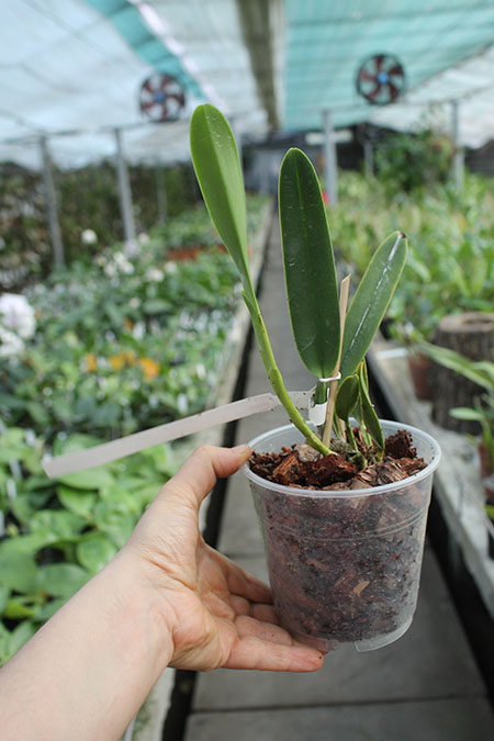 Laelia perrinii coerulea 'Pedra Azul' (Z-635) SELF.jpg