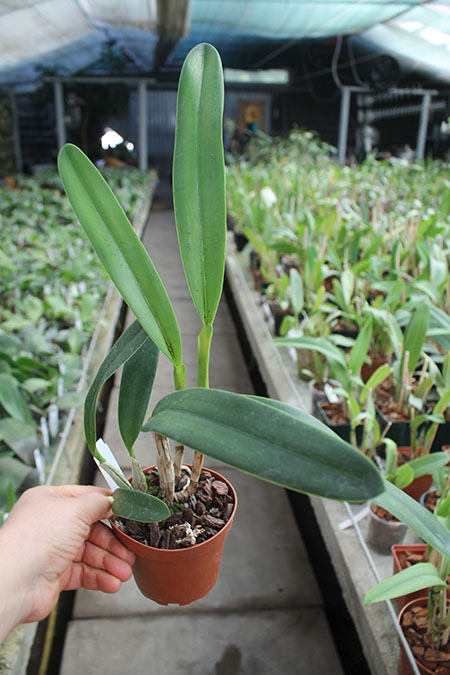 Laelia Zip (tenebrosa x milleri).jpg