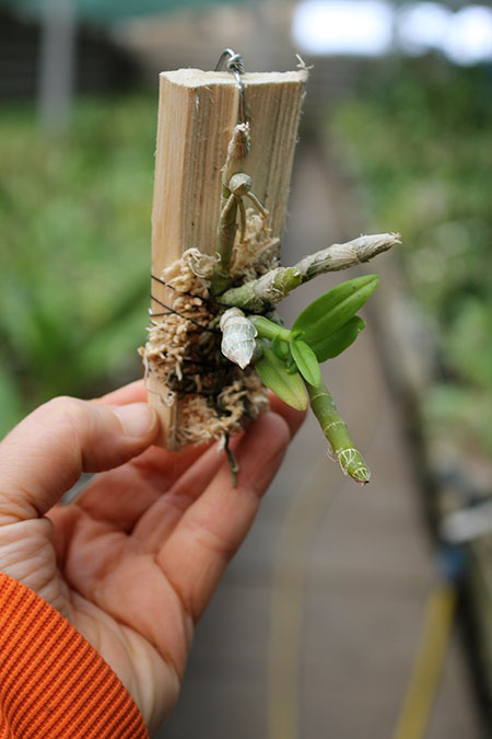 Dendrobium heterocarpum.jpg