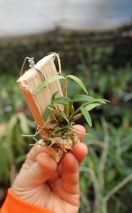 Dendrobium moniliforme Nikko.jpg