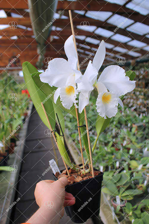 Cattleya labiata alba 'Otima' XXX x Cattleya labiata roxo bispo 'Urbano'.jpg