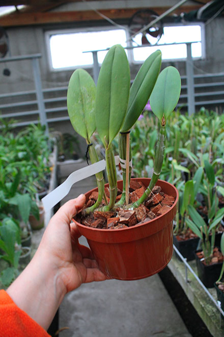Cattleya lueddemanniana coerulea 'Pedra Azul' XXX x Cattleya lueddemanniana coerulea 'Caribe'.jpg