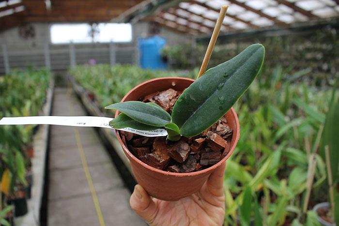 Cattleya maxima semi alba ('TA' x maxima semi alba 'AWZ').jpg