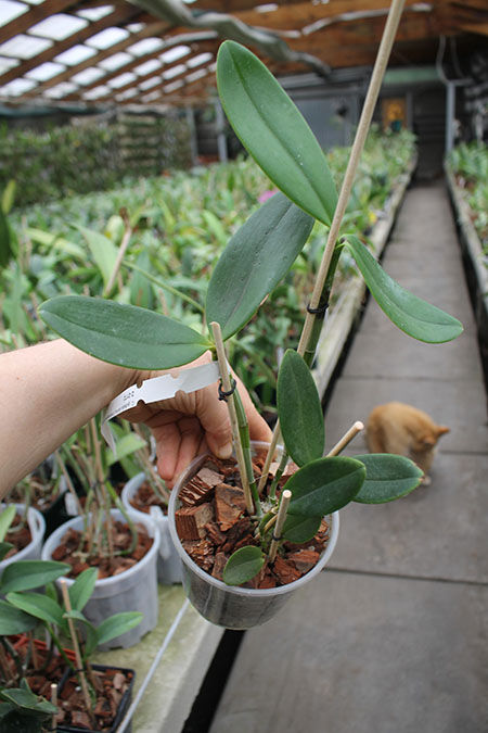Cattleya guttata albina 'Interlagos' x guttata albina 'Vitor Couto'.jpg