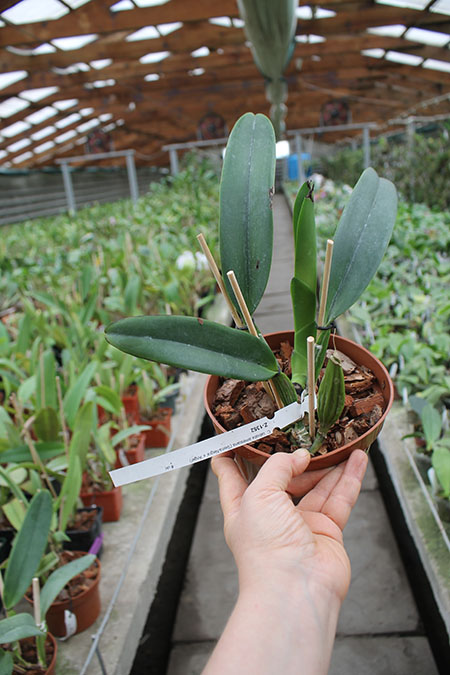 Cattleya labiata amesiana concolor 'Serra Negra' x Cattleya labiata amesiana 'Angel' (Z-43).jpg