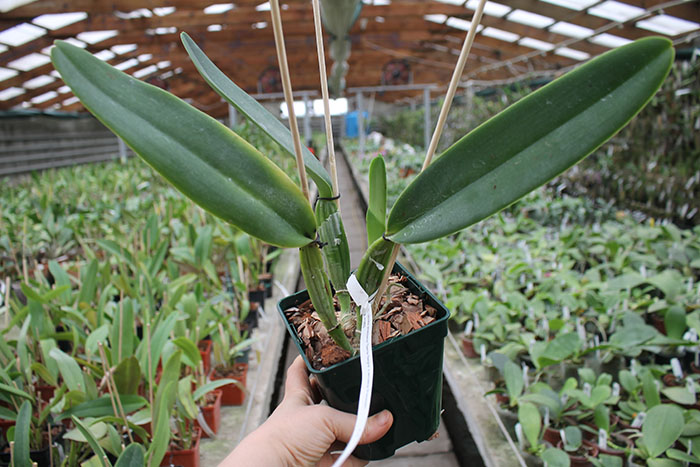 Cattleya labiata amesiana concolor 'Serra Negra' x Cattleya labiata amoena 'Preciosa' (Z-8).jpg