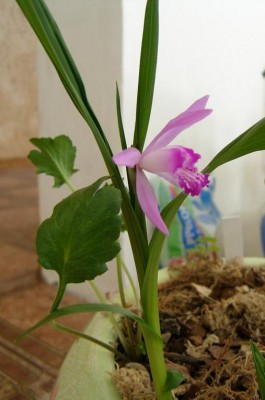Bletilla striata