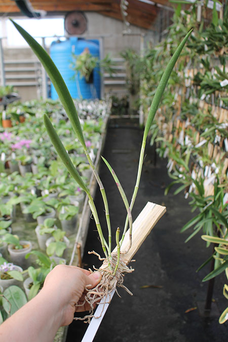 Cattleya guttata albina x Brassavola tuberculata.jpg