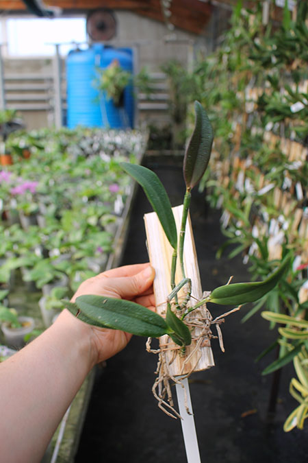 Cattleya kerrii 'Bahia'.jpg