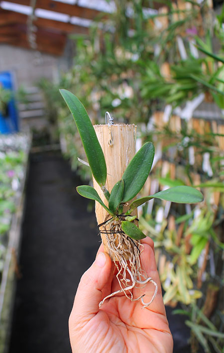 Cattleya lawrenceana coerulea 'A' x lawrenceana coerulea 'B'.jpg