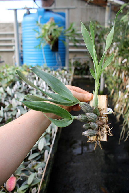 Encyclia citrina.jpg