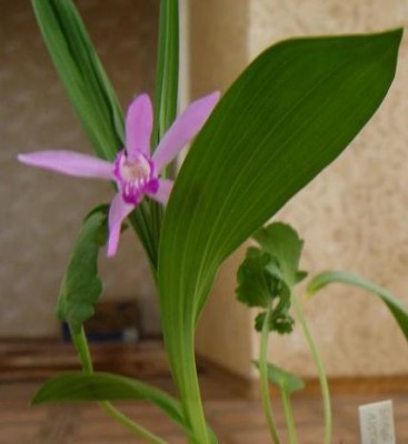 bletilla2_1.JPG