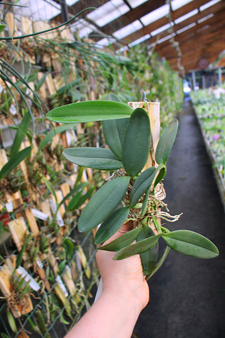 Cattleya schilleriana coerulea (C).jpg