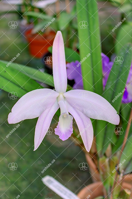 Laelia perrini concolor 'AWZ' x Laelia perrini delicata 'AM' XXXX.jpg