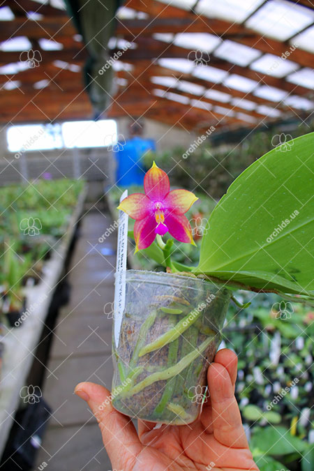 Phalaenopsis LD's Bear King 'YK-14' x Miro Super Star.jpg