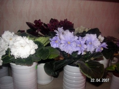 парочка слоников