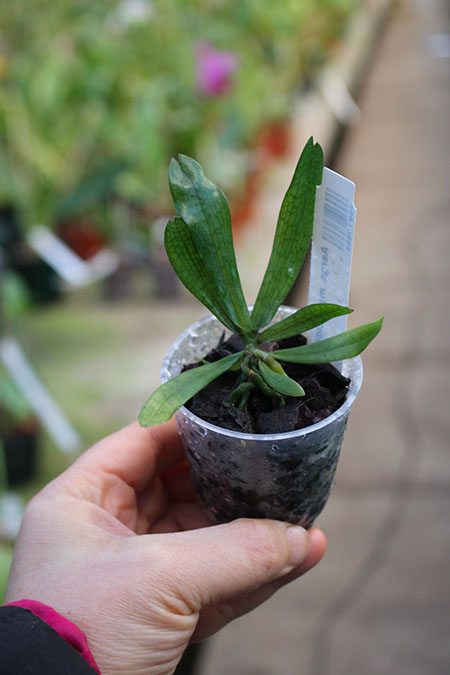 Aerangis mystacidii.jpg