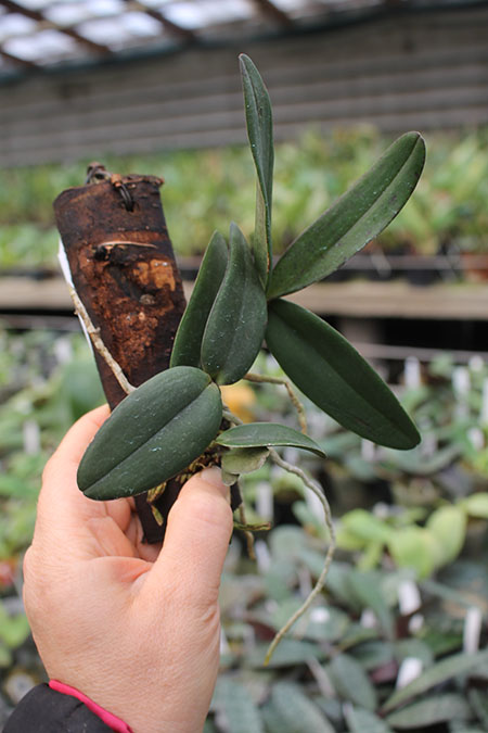 Cattleya schilleriana coerulea 'Caliman' x coerulea 'Gilson'.jpg