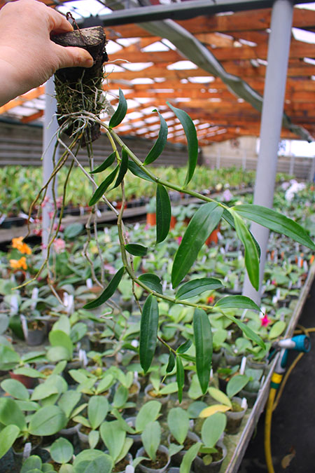 Dendrobium cumulatum.jpg