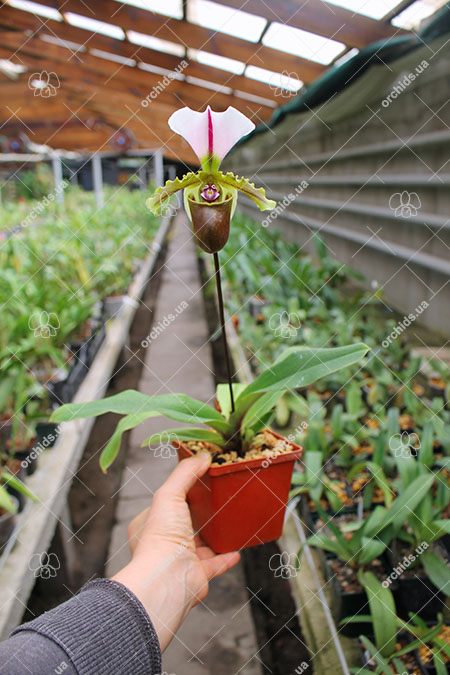 Paphiopedilum spicerianum.jpg