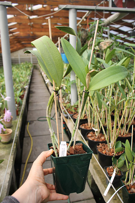 Cattleya Dominiana.jpg
