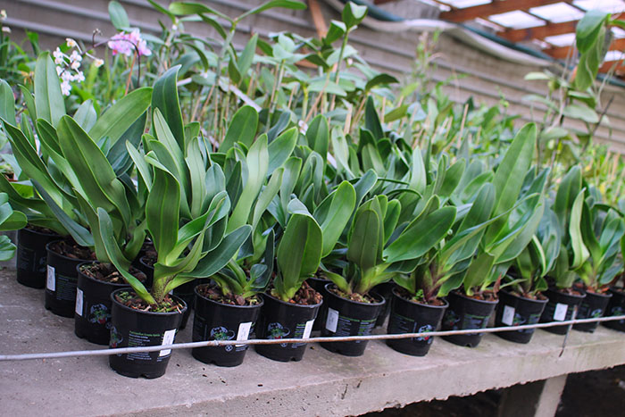 Paphiopedilum Lippewunder hybrid.jpg