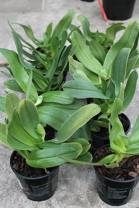 Paphiopedilum White Knight x Ice Age.jpg