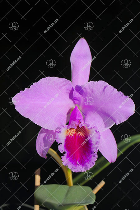 Cattleya labiata 'Labelo Grande' x 'Feliz Pascoa'.jpg