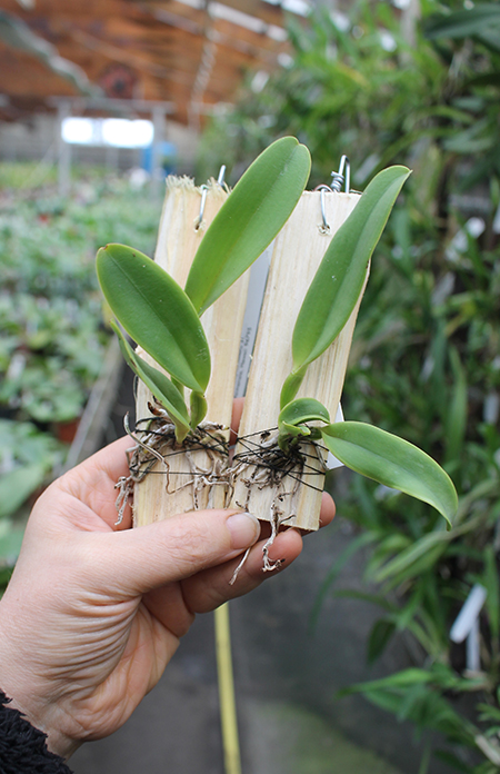 Cattleya dowiana x self (Rosita type).jpg