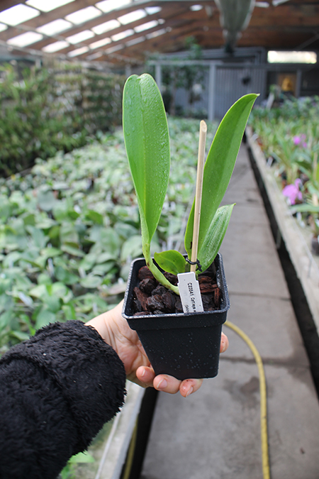 Cattleya warscewiczii coerulea 'La Floresta' x self (C).jpg