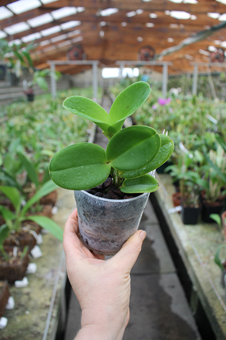 Cattleya violacea semi alba flamea 'Red Berry Creme’ 4N x 'Fire Walker'.jpg