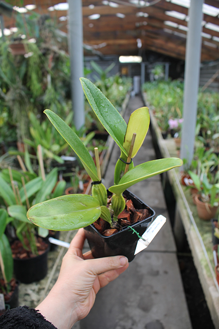 Cattleya jenmanii rubra ('HR Red Lip' x 'HR Grand Ruby').jpg