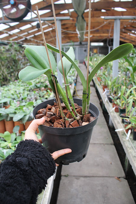 Cattleya trianae amoena 'Maria Ines' x Cattleya trianae amoena 'President Geisel'.jpg