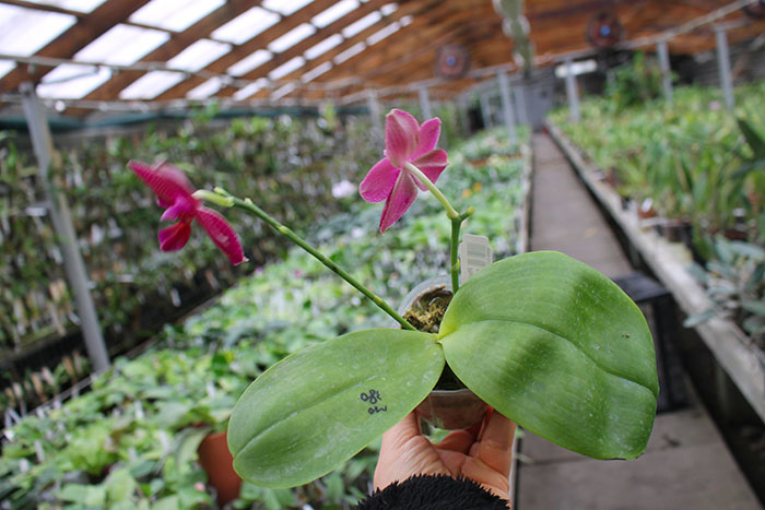 Phalaenopsis LD Sun Dragon 'Snake Scales'.jpg