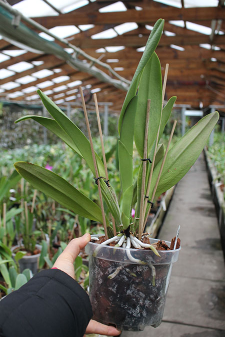 Brassolaeliocattleya George King 'Serendipity'.jpg