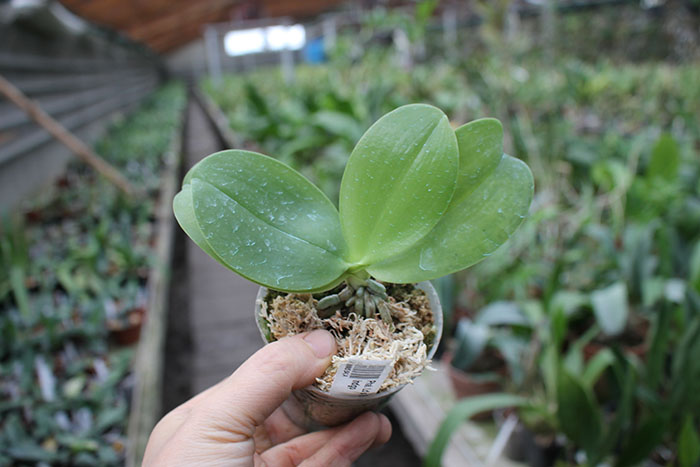 Phalaenopsis Ld's Bear King x violacea indigo.jpg