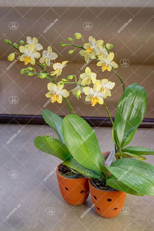 Phalaenopsis I-Hsin Samuel (stuartiana x I-Hsin Banana Dream).jpg