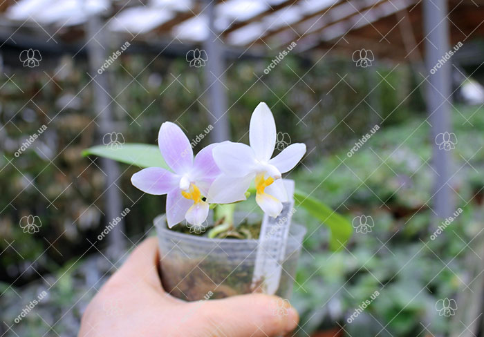 Phalaenopsis Joseph Wu Chameleon.jpg